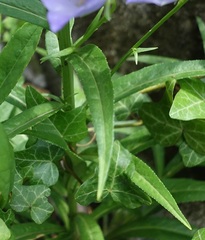Campanula persicifolia