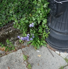 Campanula persicifolia