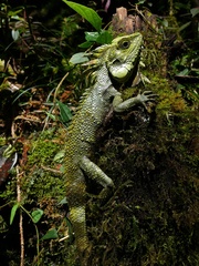 Hypsicalotes kinabaluensis