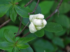 Exobasidium vaccinii