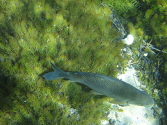 Prochilodus lineatus
