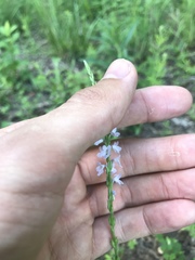 Verbena simplex