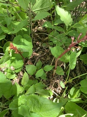 Corallorhiza maculata