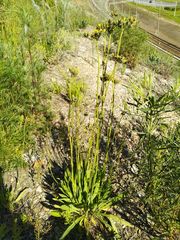 Pilosella novosibirskensis