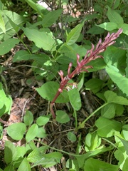 Corallorhiza maculata