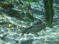 Prochilodus lineatus