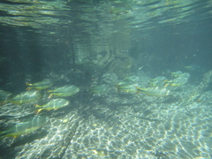Brycon hilarii