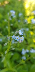 Myosotis