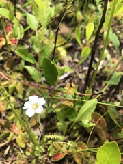 Pinguicula pumila