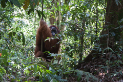 Pongo abelii