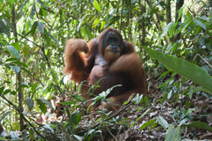 Pongo abelii