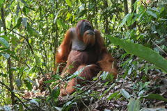 Pongo abelii