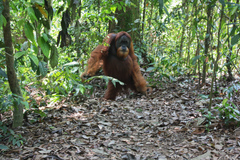 Pongo abelii