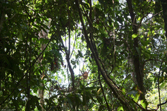 Pongo abelii