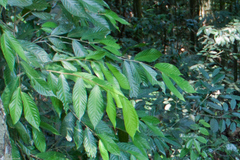 Dipterocarpaceae
