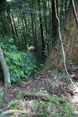 Dipterocarpaceae