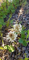 Trifolium repens