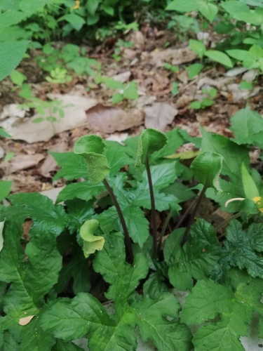 Dorstenia drakena (Dorstenia drakena)