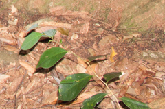 Dipterocarpaceae