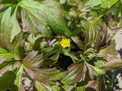 Ranunculus macounii