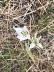 Calochortus lyallii