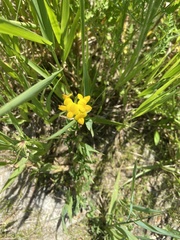 Lotus corniculatus
