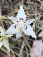 Calochortus lyallii