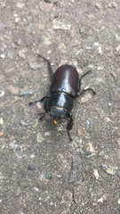 Lucanus cervus