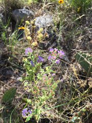 Phacelia congesta