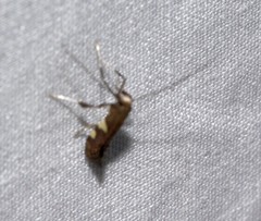 Caloptilia umbratella