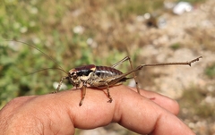 Pholidoptera dalmatica