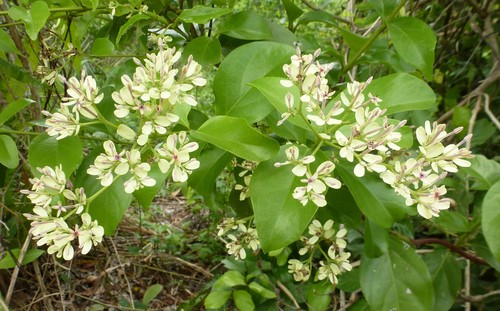 Usteria guineensis