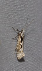 Rhigognostis interrupta