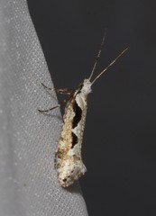 Rhigognostis interrupta