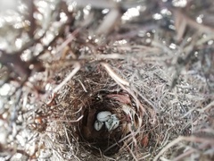 Cassiculus melanicterus