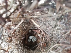 Cassiculus melanicterus