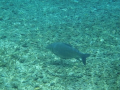 Prochilodus lineatus