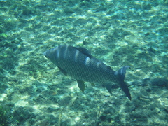 Prochilodus lineatus