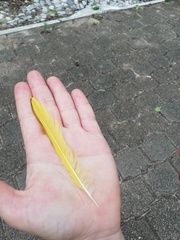 Cassiculus melanicterus