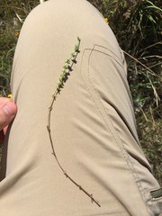Galium virgatum