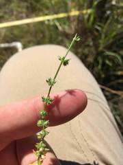 Galium virgatum