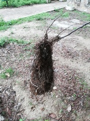 Cassiculus melanicterus