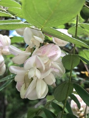 Robinia viscosa