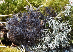Cetraria muricata