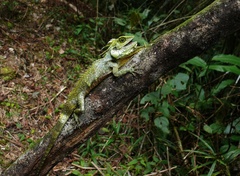 Hypsicalotes kinabaluensis