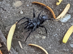 Atypidae