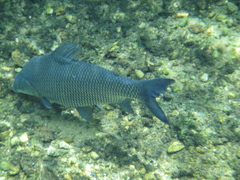 Prochilodus lineatus
