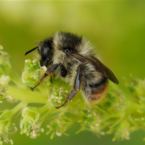 Shrill Carder-Bumble bee
