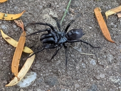 Atypidae