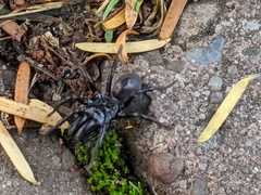 Atypidae